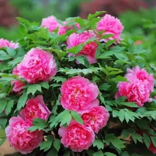 Double Peony Seeds, Peony Flower Seeds, Outdoor Potted Flower Plants, Balcony Courtyard, Cold-Resistant and Drought-Resistant
