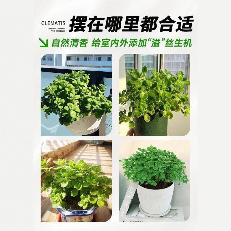 Bump Fragrant Potted Edible Green Plants to Repel Mosquitoes and Refresh Mint Seedlings, Succulent Plants and Flowers to Purify the Air with a Touch of Fragrance