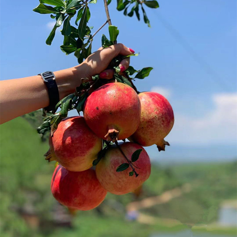 【会理突尼斯软籽石榴】红石榴大果8非蒙自石榴新鲜水果代发礼盒