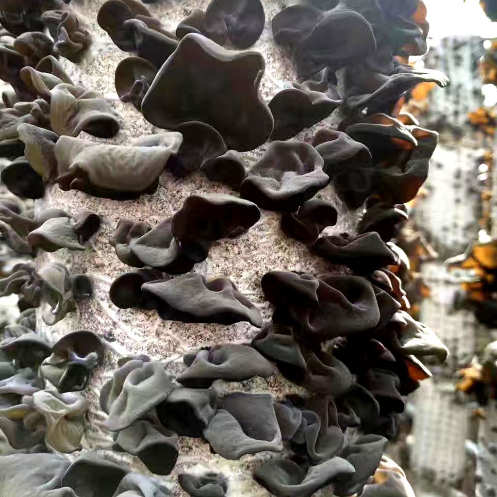 Special Black Fungus Mushroom Bags for Planting, Black Fungus Mushroom Sticks with Uniform Ear Production, Good Resistance, and High Yield Edible Mushroom Fungi