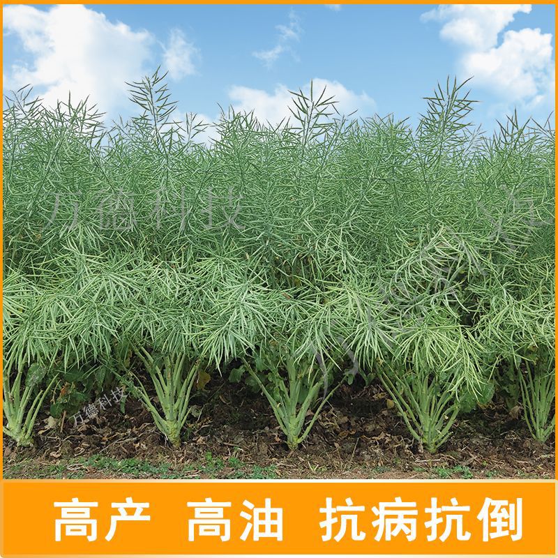 Wanfengyou 111 Rapeseed Has a High Oil Yield, High Yield, High Lodging Resistance, Short Stems, Large Capsuless, and Cold Resistance