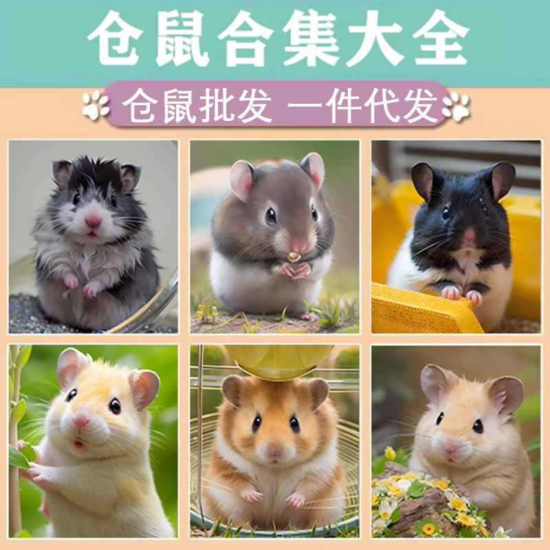 Живые хомяки, вакцинированные, домашние золотые медведи, серебряные лисицы