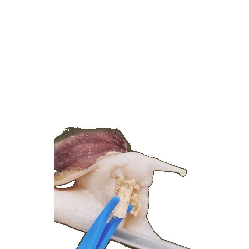 Wholesale large retail student wholesale snail snail white jade snail pet ornamental experimental breeding ornamental pendulum wholesale