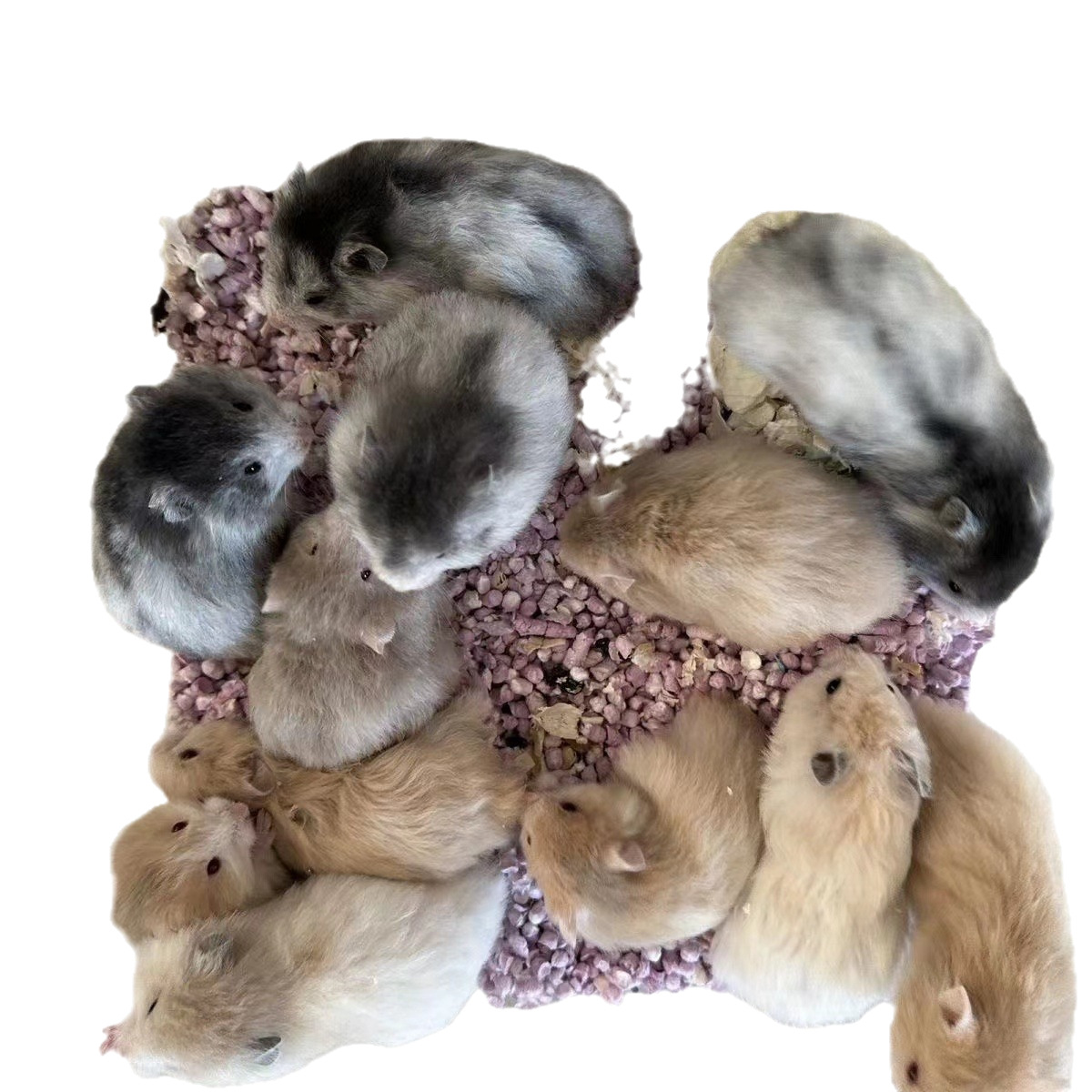 Hamster Wholesale Stall Set Live Three-Line Purple Warehouse Pudding Silver Fox Parents-In-Law Milk Tea Small Hamster Wholesale Golden Bear