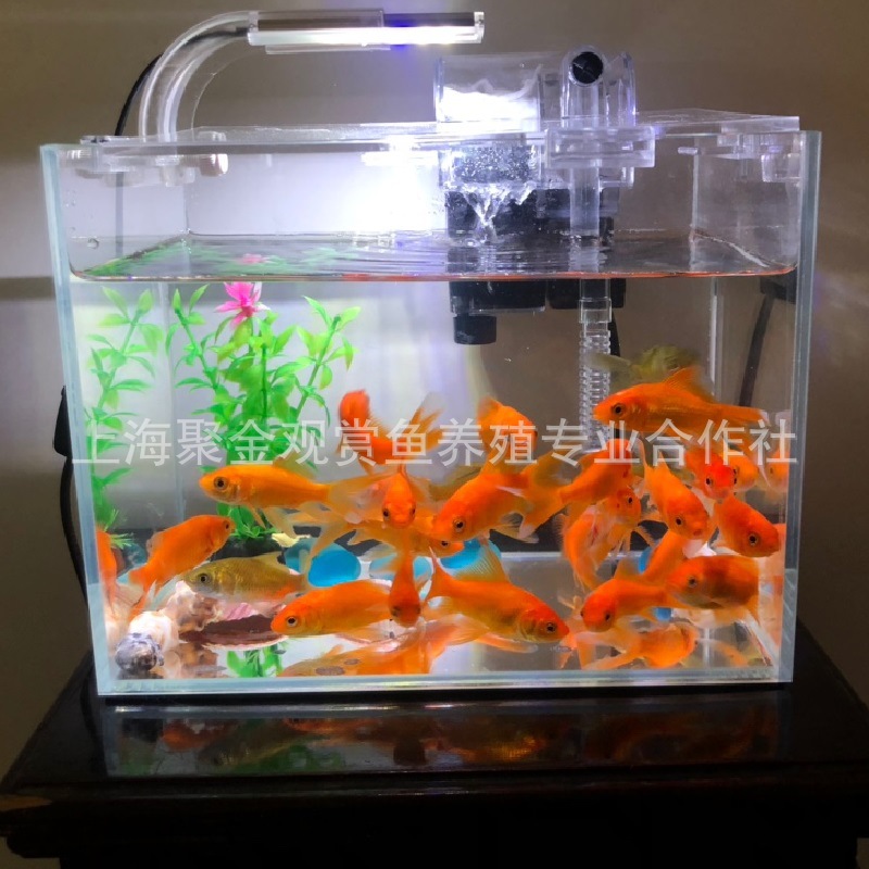 Small Goldfish Live Fish Good Live Goldfish Ornamental Fish Live Grass Gold Live Fish Wholesale Stall Jar Small Red Grass Resistant Live Fish