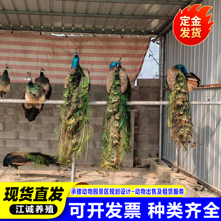 Scenic Spot Ornamental Peacock Production and Breeding Manufacturer White Peacock Species Peacock Blue Peacock White Peacock Seedlings Live