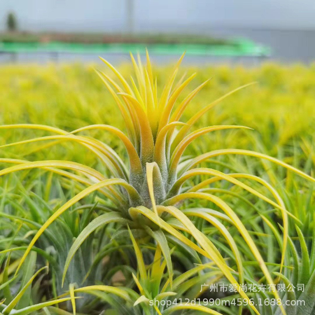 Air Pineapple Yellow Elf Wholesale Base Delivery Soilless Lazy Plant Office Desktop Decoration Florals