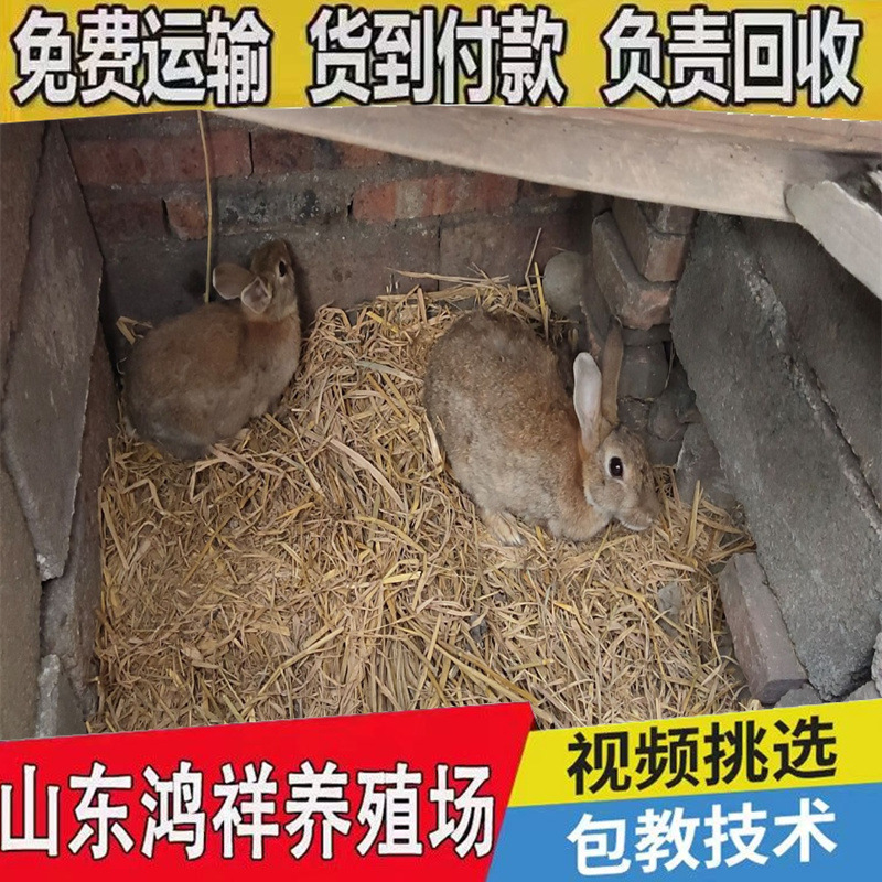 Manufacturer Wholesales High-Quality Belgian Rabbits, Live Meat Rabbits, Special Wholesale Price, Breeding Rabbits, Live Seedlings
