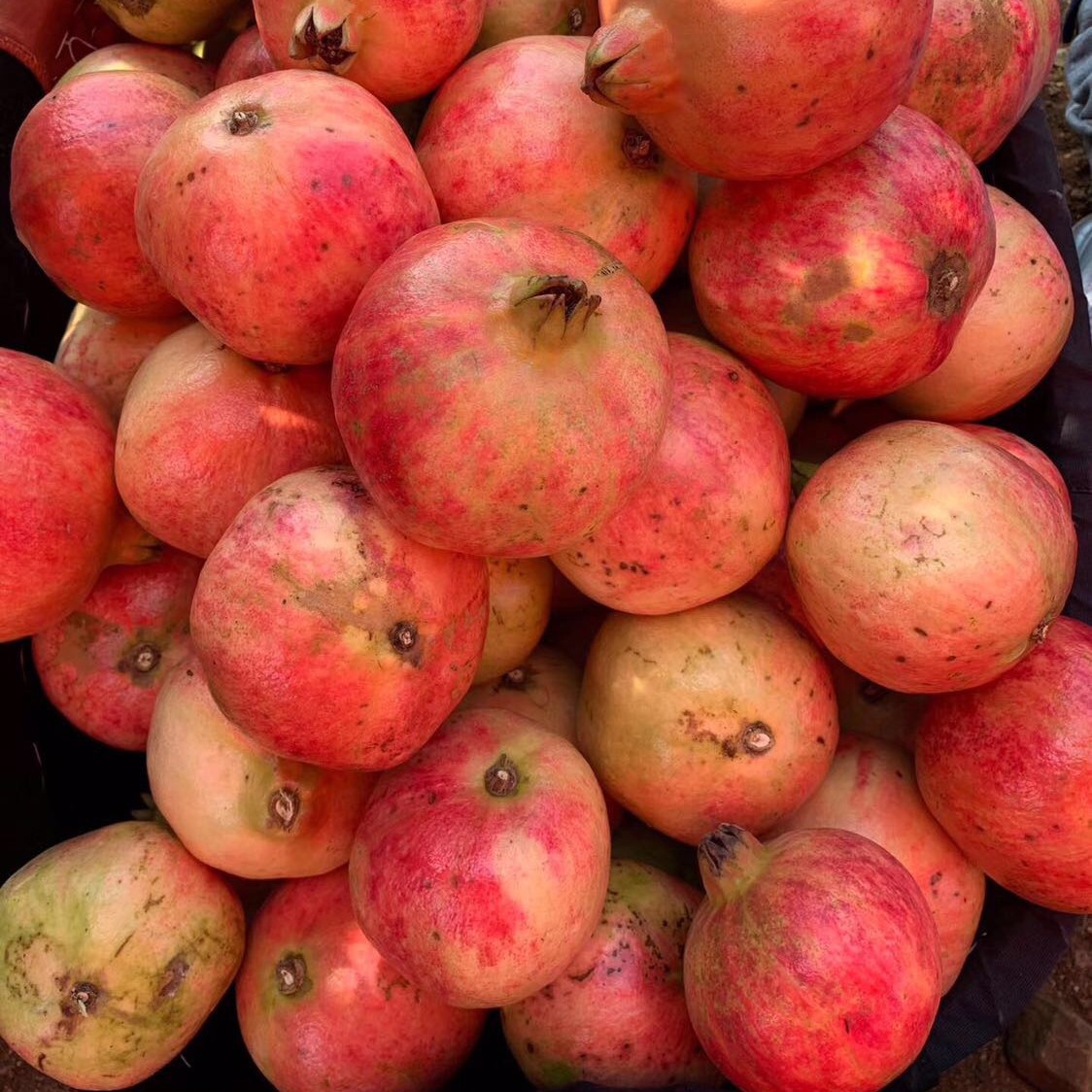 [Event] Sichuan Tunisian Soft Seed Pomegranate, 8 Large Fruit Soft Seed Pomegranates, Seasonal Fruit Gift Box