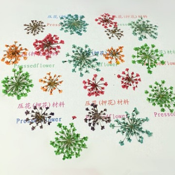 Оптовая продажа сухих цветов фабрики, кружевные цветы, снежные бусины, звездные цветы, ногтевой арт, клей для сухих цветов, цветы для декора чехлов для мобильных телефонов