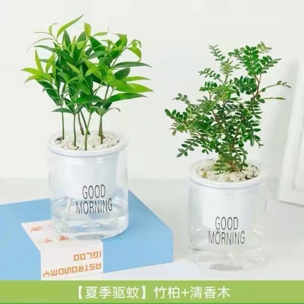 Green dill rich tree asparagus fleshy flower potted plant indoor mint rich bamboo hydroponic small green plant to feed well