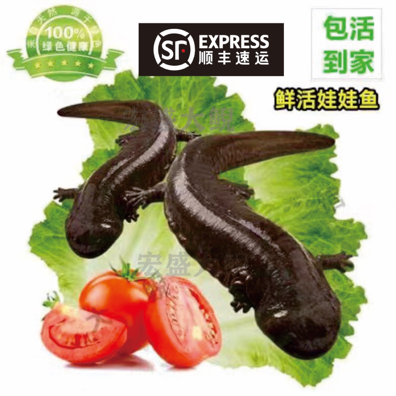 2kg a Breeding Factory Directly Supplies Fresh Edible Live Fish for Giant Salamanders, Giant Salamander Pet Seedlings, Aquatic Freshwater Fish Packages