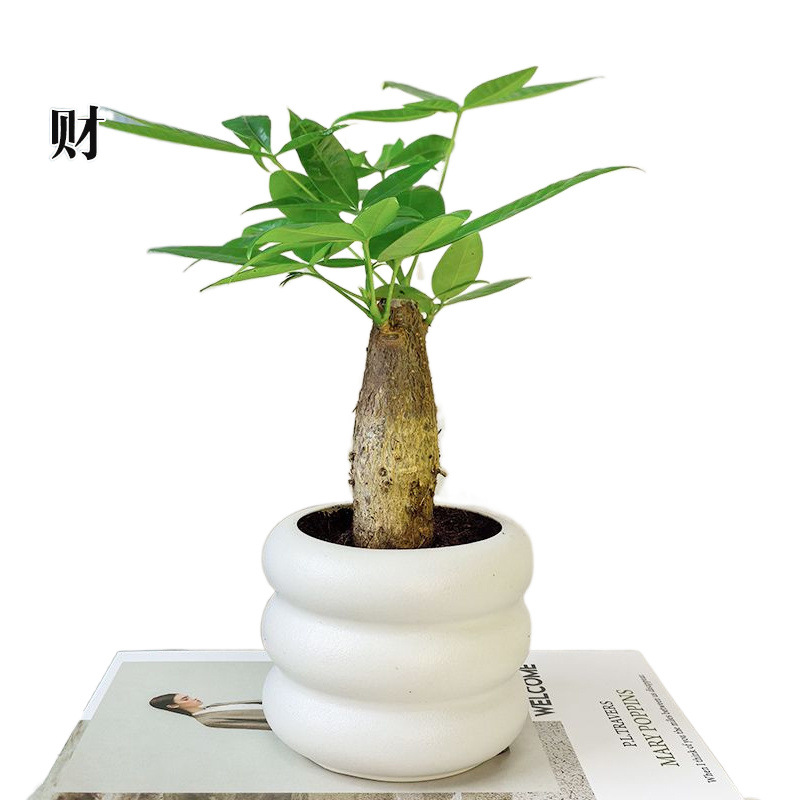 Money Tree Potted Florals and Green Plants in the Office, Formaldehyde-Absorbing Living Room, Purifying Air, Hydroponic Money Tree, Easy to Maintain