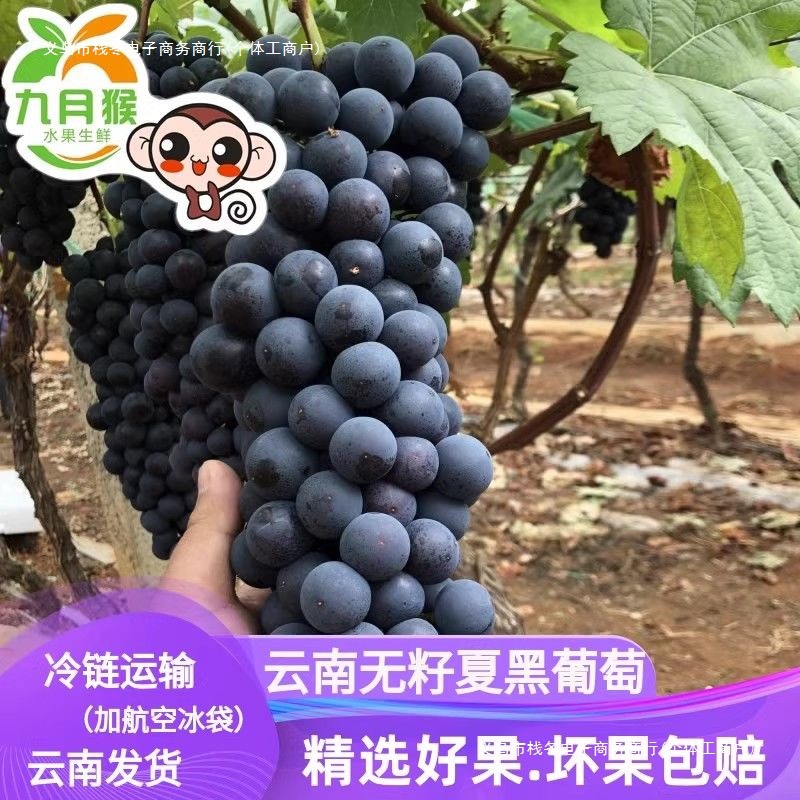 Yunnan Seedless Summer Black Grapes, Fresh Seasonal Seedless Black Grapes, Fruit for Pregnant Women, Whole Box of Black Currants, Green Food