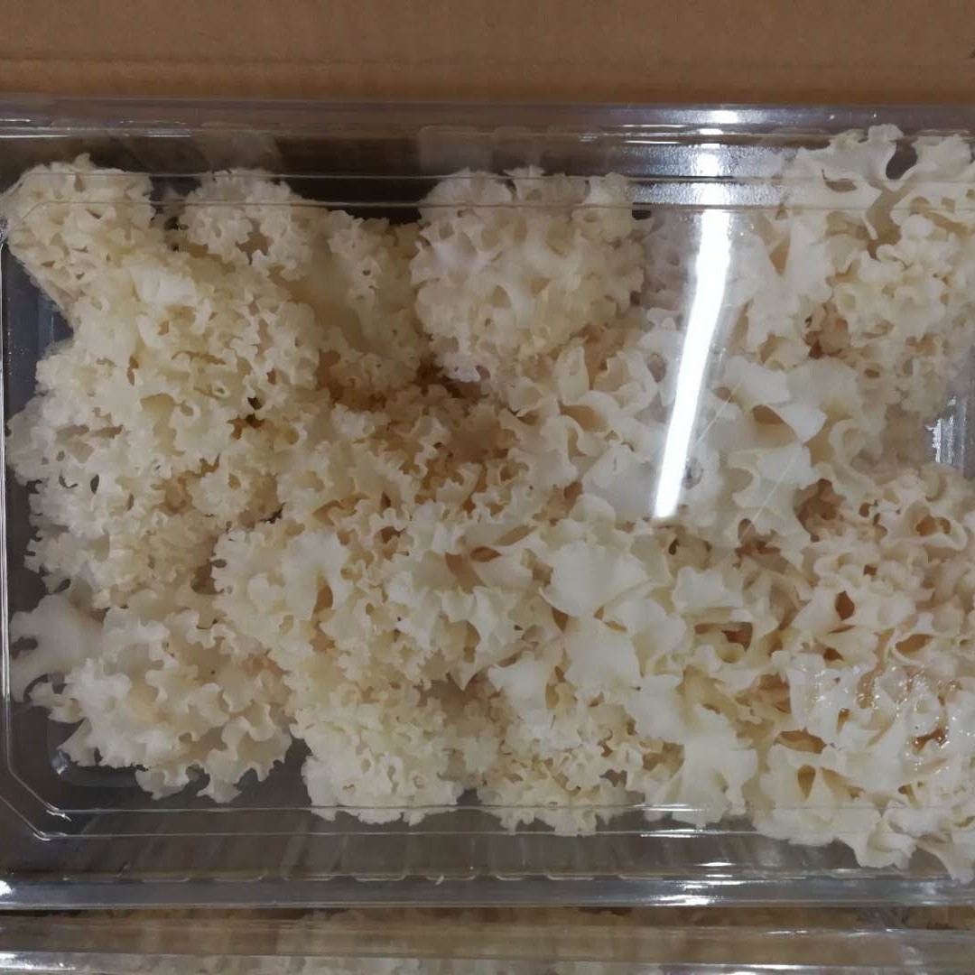 [Gu Tian] Fresh Hydrangeas 1kg White Flowers Dried Hydrangeas Clear Water Hydrangeas