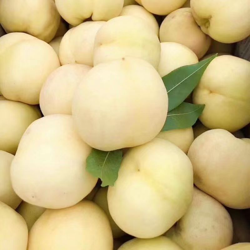 Shandong White Jade Large White Peach Cream White Peach Whole Piece Free Shipping Fresh White Peach Hairy Peach One Piece Drop Shipping