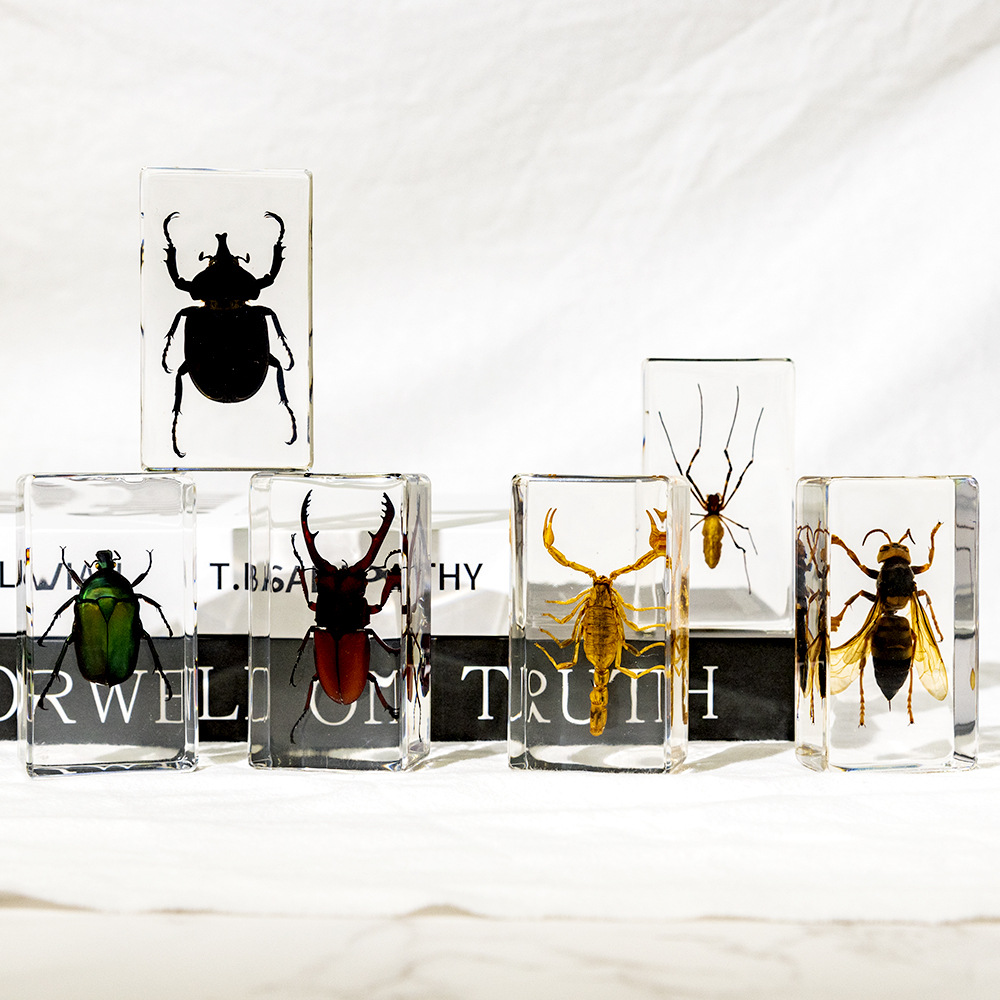 50+ Cross-Border Transparent Resin Model Insect Specimens: Unicorn Fairy Spider, Scorpion, Golden Turtle, Wasp, Creative Bookends