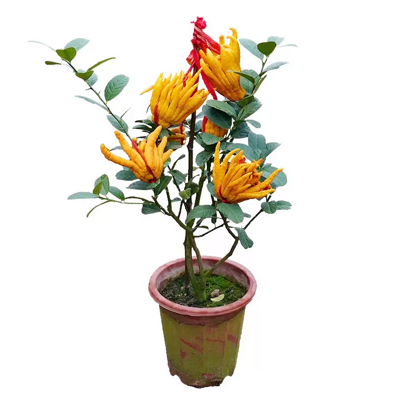Dropshipping of Thousand-Fingered Buddha Hand Tree Potted Bergamot with Fruit Flower Golden Buddha Hand Sapling Edible Plant Fruit Tree