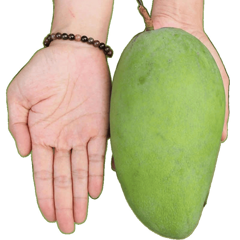 Mango Seasonal Fruit Seasonal Golden Mango 5kg Sweet and Juicy Freshly Picked Thin-Skinned Kate Mango Large Green Mango