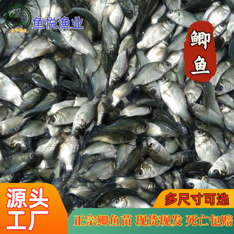 Factory Direct Wholesale of Crucian Carp Fry, All Varieties of Aquatic Fry, One-Stop Wholesale of White and Black Carp, Mandarin Fish, Large Quantities of Freshwater Fish in Stock