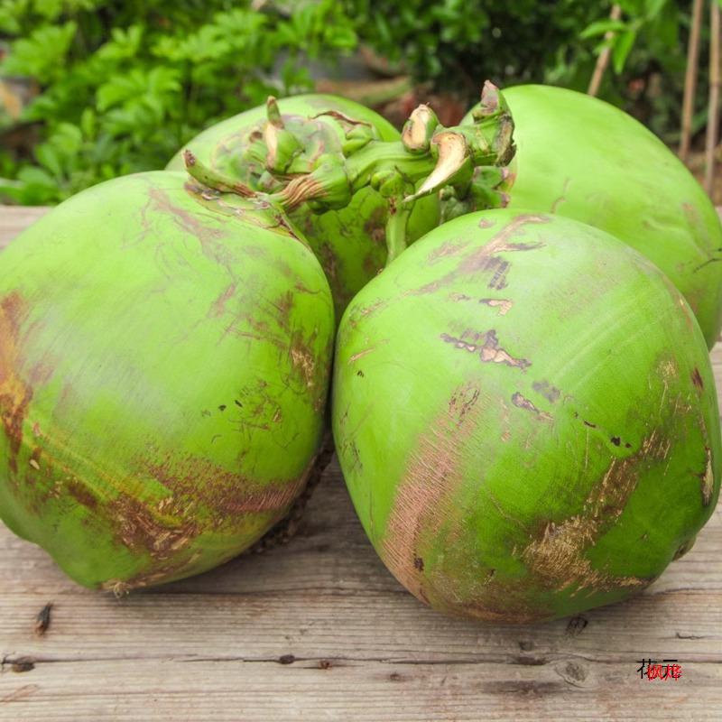 Freshly Picked Fruit Hainan Wenchang Coconut Green Fresh Coconut Milk Fragrant Fruit for Pregnant Women to Replenish Amniotic Fluid Whole Box Free Shipping