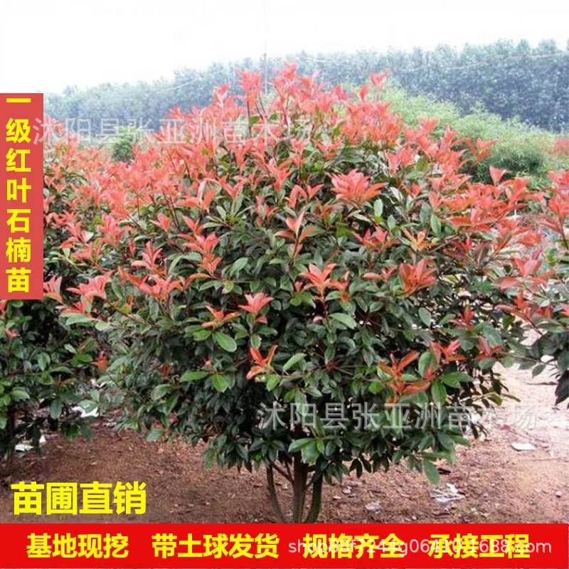 Саженцы краснолистного вереска для озеленения, вечнозеленые саженцы, краснолистный вереск для всех сезонов