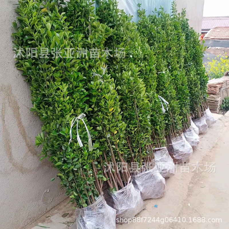Hokkaido Boxwood Holly Wall Park Hedge Plant All Year Round Evergreen Greening Seedlings Large Leaf Boxwood Wholesale