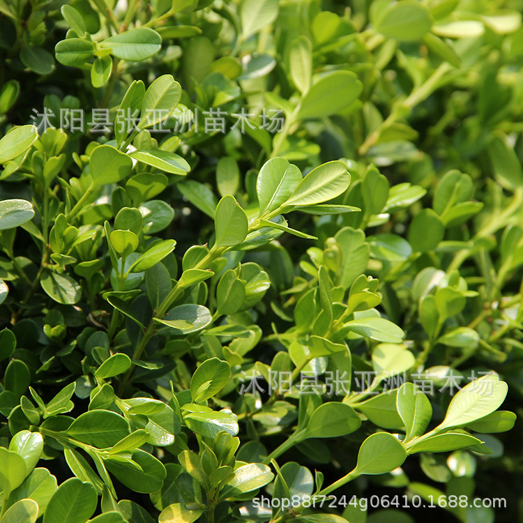 Small-Leaf Boxwood Seedlings Wholesale from the Base, Suitable for Landscaping and Greenery