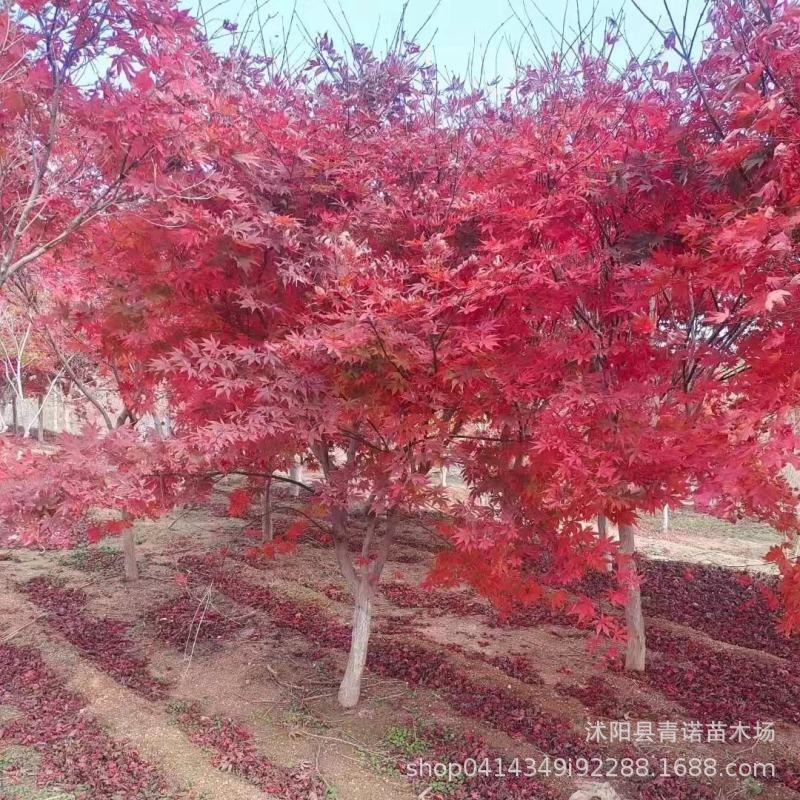 Japanese Red Maple Seedlings for Sale, Available in Various Varieties for All Seasons, Large Quantity Discounts