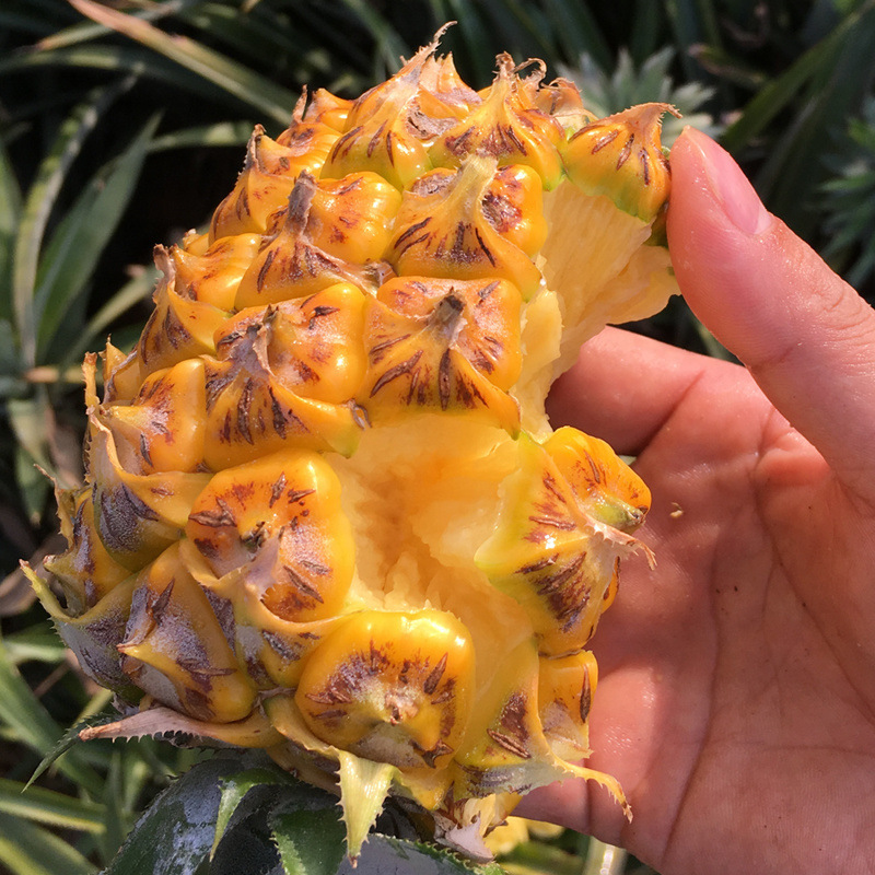Ananas Small Pineapple Mini Small Pineapple Fresh Fruit with Box 5kg / 4kg / 2.5kg / 1.0kg Factory Wholesale