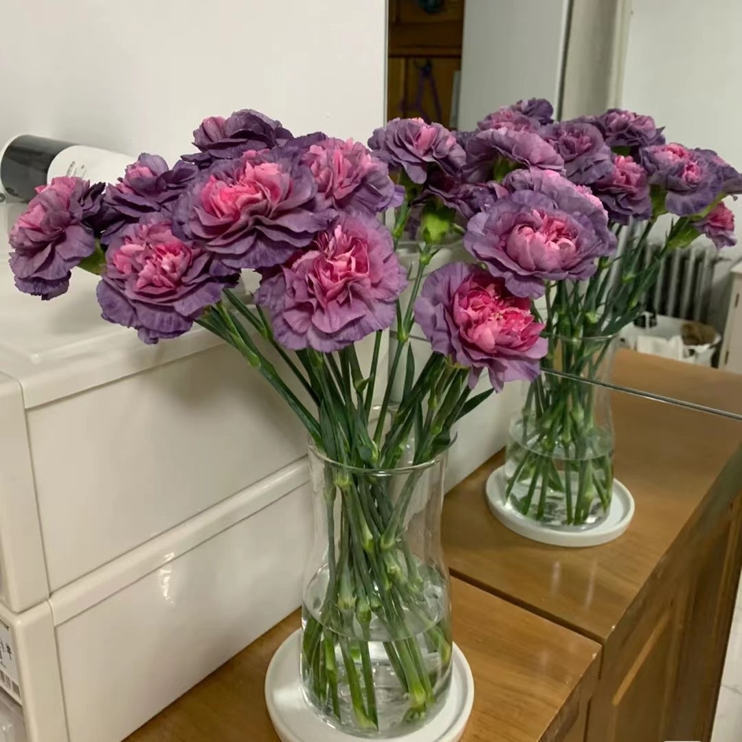 Carnation Flowers Wholesale Yunnan Kunming Single-Head Kangxian Cut Flower Base Goddess Day Mother's Day Teacher's Day Gift