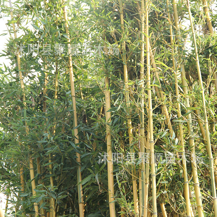 Bamboo Seedlings, Garden Plants, Purple Bamboo, Gold Inlaid Jade, Luohan Bamboo, Northern Cold-Resistant, Evergreen, Large-Scale Ground-Planted Green Bamboo Seedlings