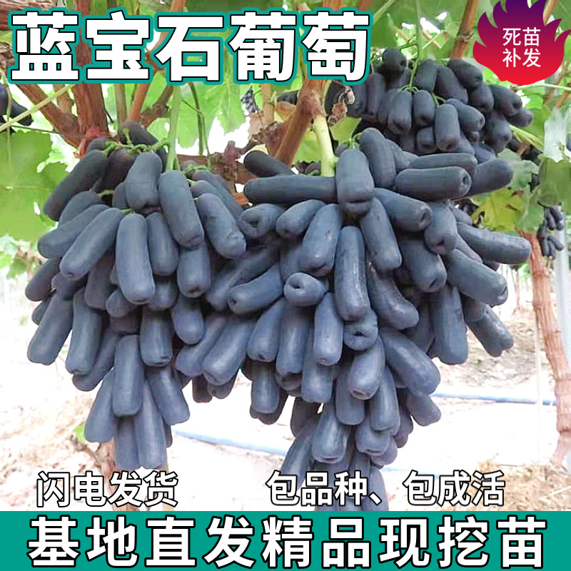 Дропшиппинг саженцев винограда Sapphire, комнатные растения, безсемянные вьющиеся привитые саженцы для посадки на севере и юге