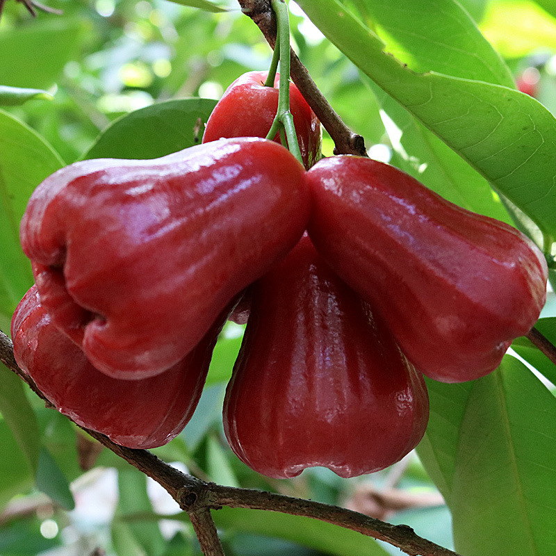 Sf Express Hainan Black King Kong Lotus Mist Authentic Lotus Mist Fruit Seasonal Freshly Picked Tropical Fruit Mist Lotus Fruit Whole Box