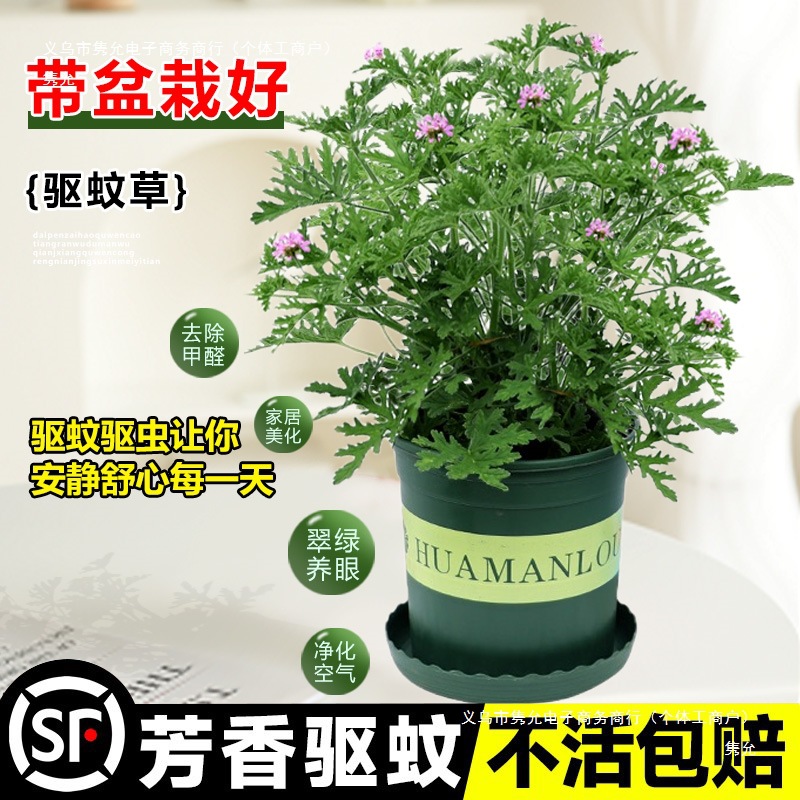 Mosquito Repellent Potted Plants, Outdoor and Indoor Green Plants, Mosquito Repellent Seeds, Courtyard Fragrant Leaves, Geranium Flowers, Anti-Mosquitoes