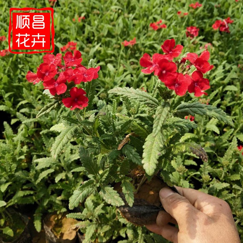 Оптовая продажа саженцев красивой вишни с тонкими листьями, саженцы для инженерных проектов, озеленение парков и сообществ, многолетние саженцы вишни