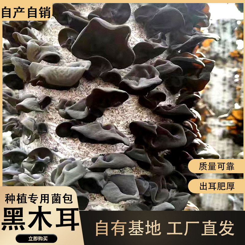 Специальные пакеты для посадки черного гриба, равномерное производство, хорошая устойчивость.