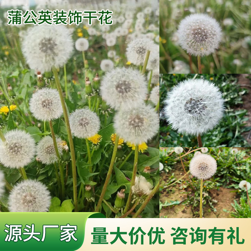 Сохраненные цветы одуванчик сухие цветы ручная работа DIY цветочная коробка стеклянная крышка декоративный цветочный материал набор смола сохраненные цветы