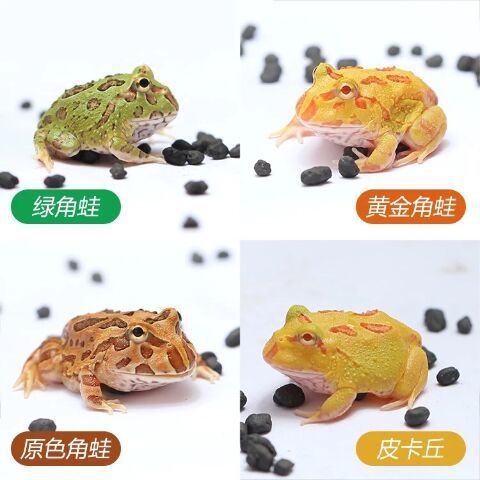 Horned Frog Live Wholesale Gold Horned Frog Green Horned Frog Pet Frog Butterfly Horned Frog Overlord Horned Frog Clown Bell Horn