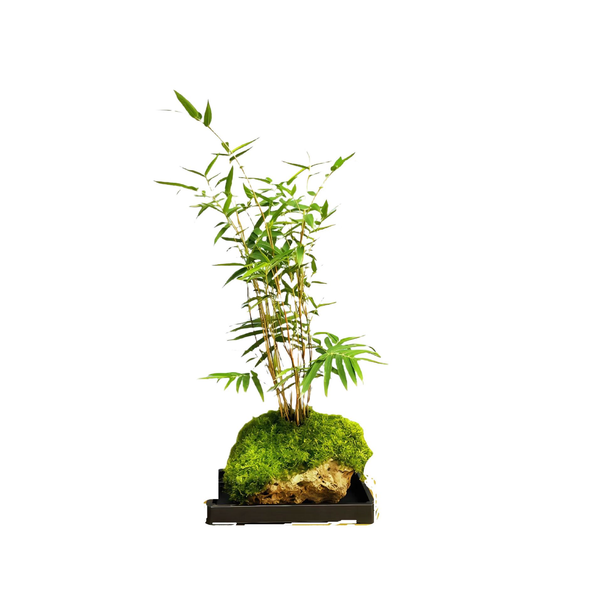 Absorbent Stone Red Bamboo with Original Stone Decoration for Landscaping Indoor Living Room B&B Four-Season Evergreen Plant Potted Base Straight Hair