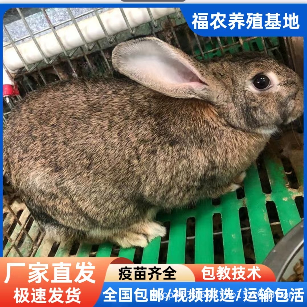 Purebred Belgian Rabbits, High-Quality Breeding Rabbits, Live Gray Belgian Meat Rabbits, Adult Rabbits, Direct from the Manufacturer, Guaranteed Quality
