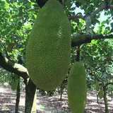 Hainan Fresh Fruit Jackfruit Hainan Seasonal Fruit Freshly Picked Jackfruit Large Fruit Extra Large Jackfruit Wholesale