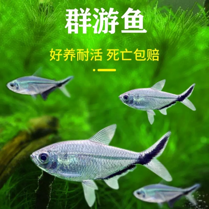 Black tail big hook fish wholesale small tropical fish ornamental fish living black tail fin grass tank group tour King Shanghai fishing ground