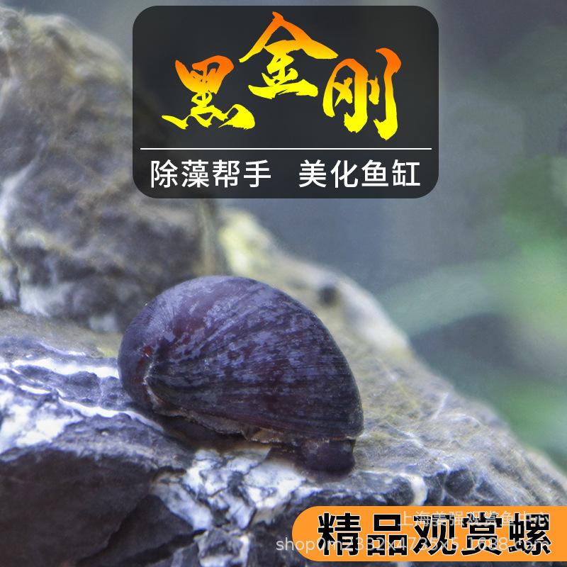 Black King Kong Snail Living Abalone Snail Thailand Military Cap Snail Fish Tank Cleaning Water Grass Algae Ornamental Snail Tool Snail Wholesale