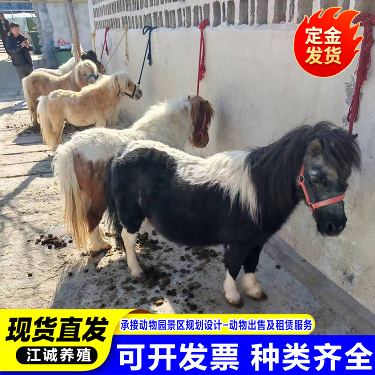 Ферма предлагает в аренду взрослых пони, декоративные, мини-пони