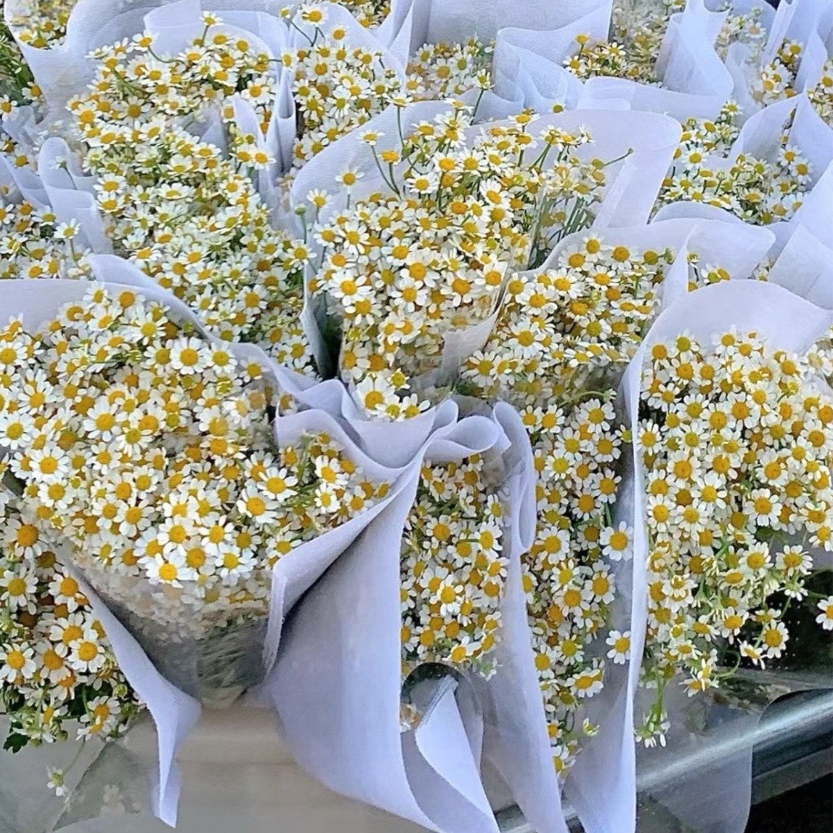 Yunnan Base Chamomile Water-Cultivated Flowers Wholesale Fresh Cut Flowers Indoor Flower Shop Wedding Bouquets and Holiday Bouquets