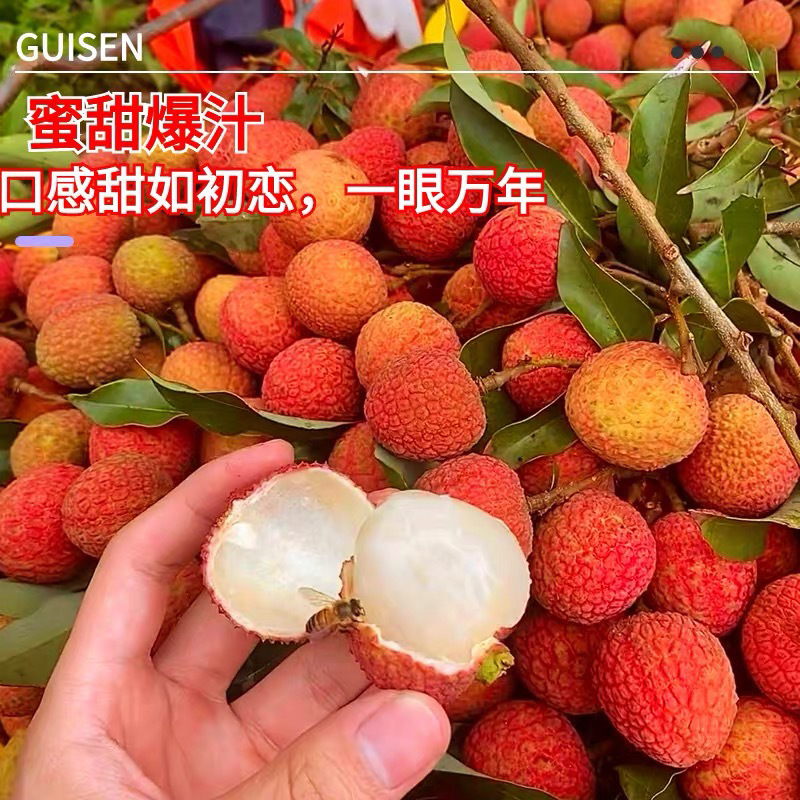 [Shipment in progress] Fresh litchi is now picked and 2.50kg orchard quality litchi princess smile white sugar 1 poppy shunfeng
