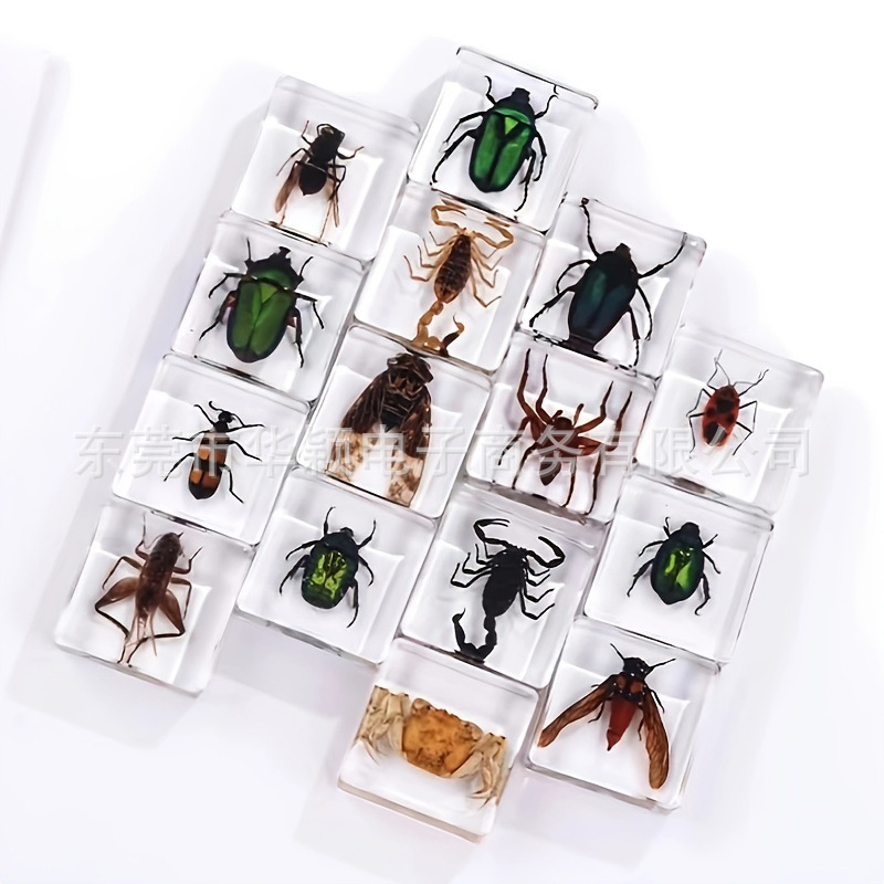 Creative epoxy real insect cognitive specimen teaching aids square resin transparent embedded crafts book town ornaments