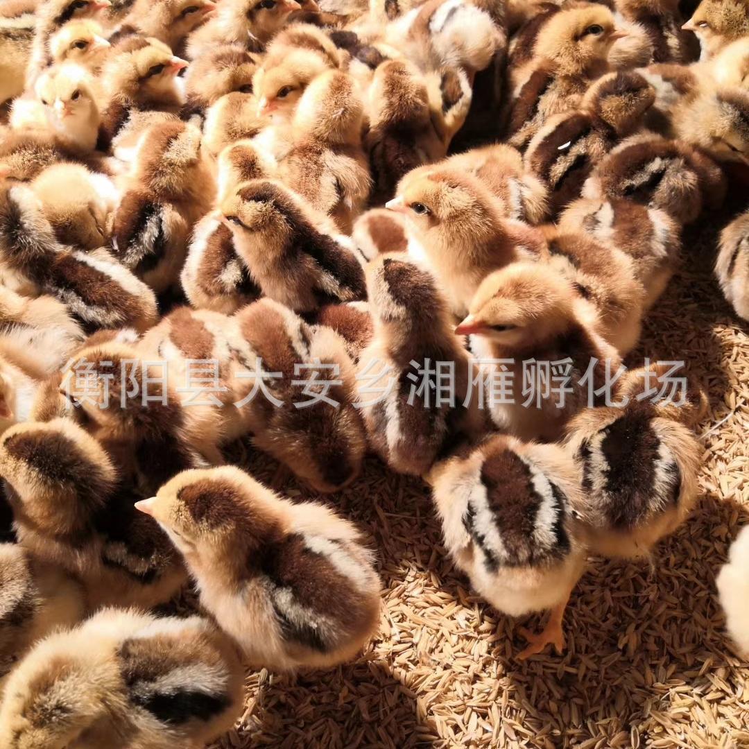Chicken Hatching Factory Wholesale Liangfenghua Castrated Chicken Hatching Red Hair Yellow Feet Large Fast-Growing Broiler Chicken Seedlings Live