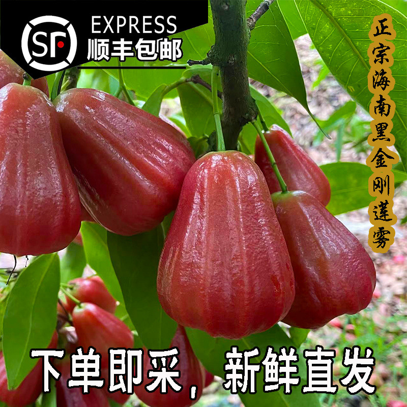 Seasonal Hainan Black Diamond Lotus Mist Premium Large Fruit, 5-6 Fruits Per Pound [Sf Express Free Shipping]